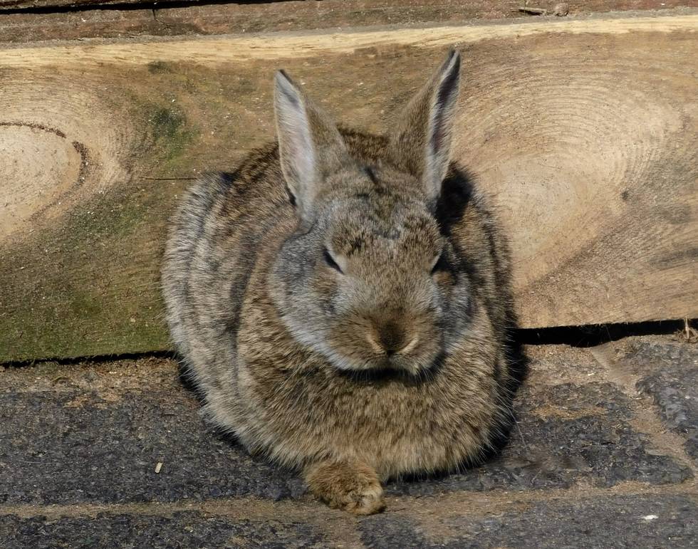 Kaninchen Ostern Kaninchen Ostern